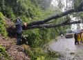 स्याङ्जाको मालुङ्गा सडकखण्डमा ढलेको रुख हटाइयो