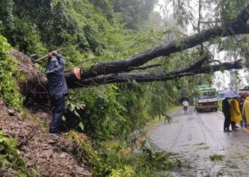 स्याङ्जाको मालुङ्गा सडकखण्डमा ढलेको रुख हटाइयो