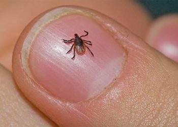 स्याङ्जामा तीन महिनामा ४३९ जनामा स्क्रब टाइफस